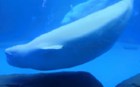 ����Z�Ի�Ӵ��L�~�ں�߅�̰�