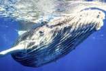 鯨魚的造句