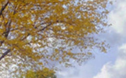 ���x��ɫ�������Ӽ���65��