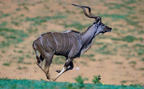 美妙的羚羊峽谷閱讀理解答案