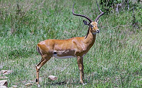 ������ľ�񡷽̌W(xu��)��˼