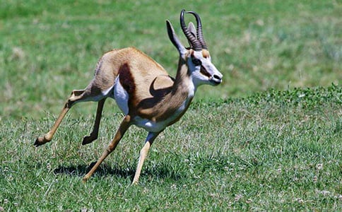 張之路羚羊木雕閱讀答案