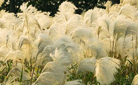 《走進蘆葦》閱讀練習及答案