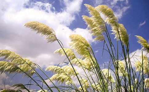 蘆葦花的溫暖閱讀理解及參考答案