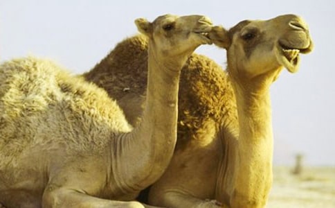 �������ӡ��x���