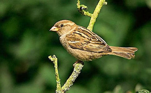 ��ȸ����ɢ��