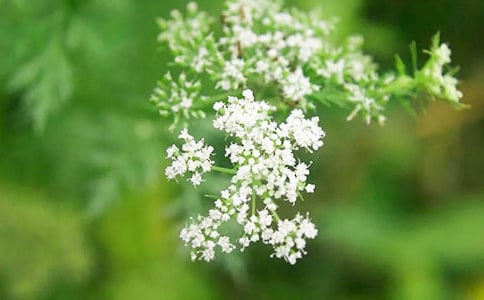 �M���ǵă���ɢ��