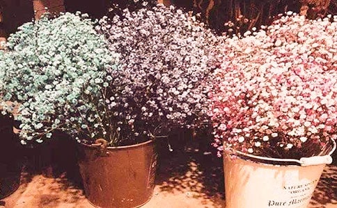 我的滿天星作文