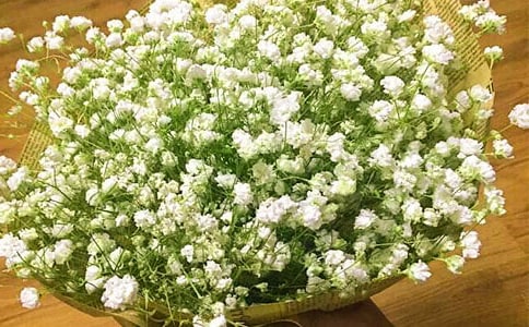 �f�,����M����ס�M�ĸC����ɢ��