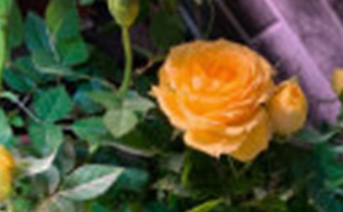 ��С¹��õ�廨���f�n�巶��