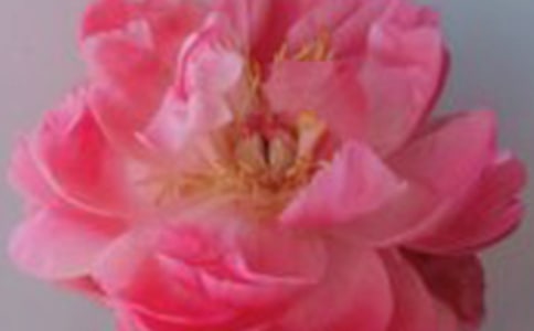 ɢ�����p���@�����죬������õ��