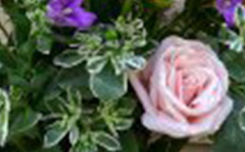 2024������õ�廨�ľ���15�l