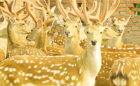 ��÷��¹�����ģ����x18ƪ��