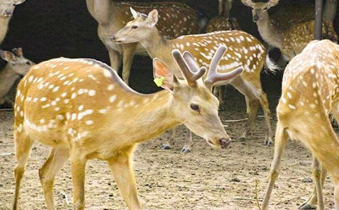 ÷��¹������