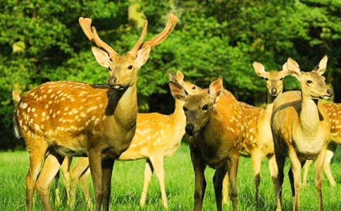 �P��÷��¹��Ԋ��