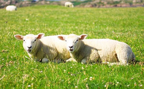 大灰狼與小綿羊讀后感范文