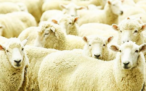 С�����g(sh��)�L���̰���ë���׵ľd��