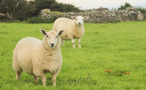 ������ľd���x���800��