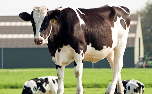 ���˞阷����ţ����