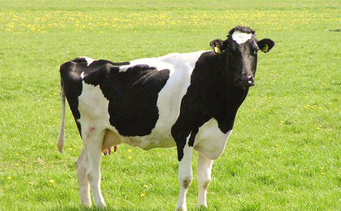 ��ţ�I�u��ͬ����