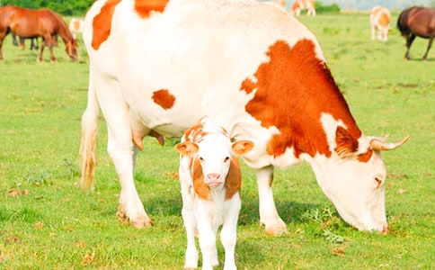 ��ţ�Bֳ���(3ƪ)