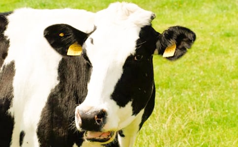 1000�^��ţ�Bֳ�Ŀ���IӋ����