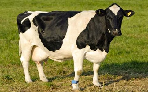 奶牛場實習報告(通用10篇)