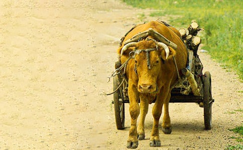 ���cţ܇��������