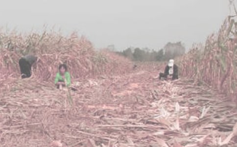 ���r����ĵ��w��