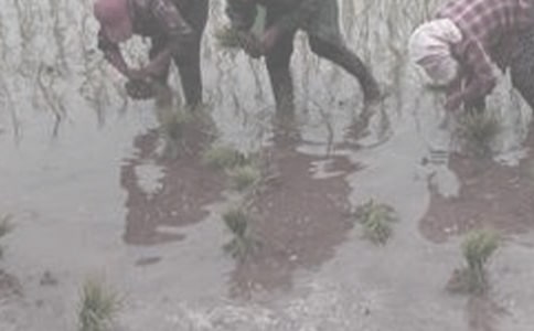 干農(nóng)活的社會(huì)實(shí)踐報(bào)告