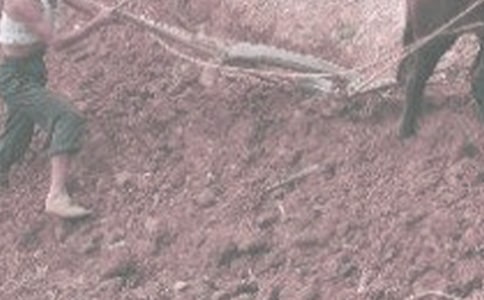 第一次干農活作文600字(精選6篇)