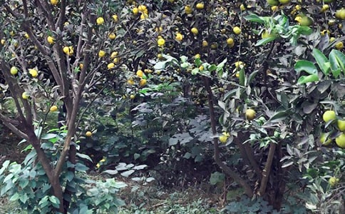 �r�Ҙ��߄������x15ƪ