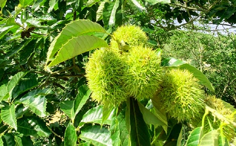 �r�Ҙ���ӷ���13ƪ