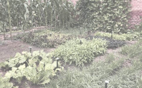 中班語言教案:農(nóng)作物編謎會(huì)教案及教學(xué)反思