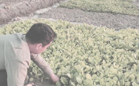 關(guān)于農(nóng)作物種子代銷的合同格式