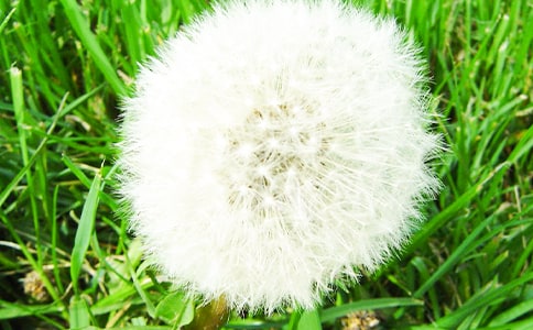 �P���ѹ�Ӣ�ļs����ɢ��