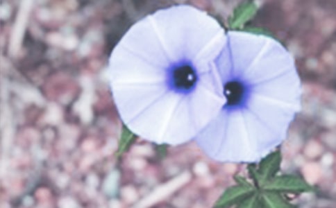 ��ţ��ֲ���^����ӛ�Ąt