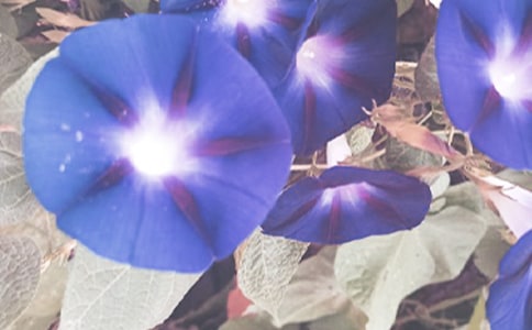 ����������ţ�����̰�