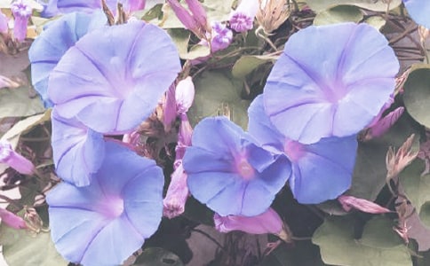 ����������ɢ��