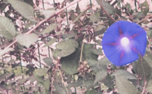 �茑��ţ�������ķ���