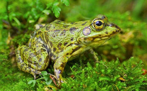 六年級青蛙日記