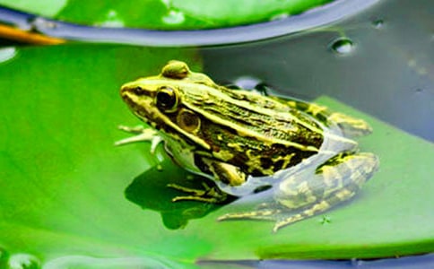 大班游戲活動策劃《青蛙小姐的大筆小屋》