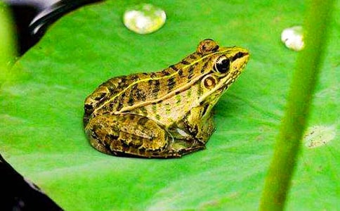 �����ܺ��ߡ��f�n�巶��