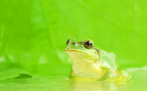 【實用】青蛙啟示作文三篇