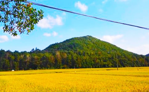 秋收時節抒情作文