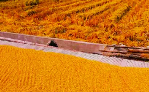 濃濃的秋收和爺爺的手寫人作文(通用16篇)