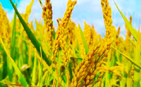 ����Ψ������