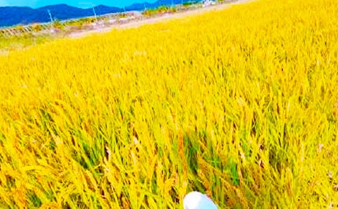 秋收的詩句(精選50句)