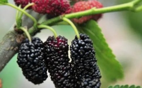 (����)ժɣ������