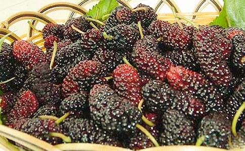 《紫桑葚》課后練習題